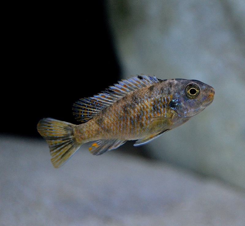 Labeotropheus fuelleborni 'Mbenji Island'